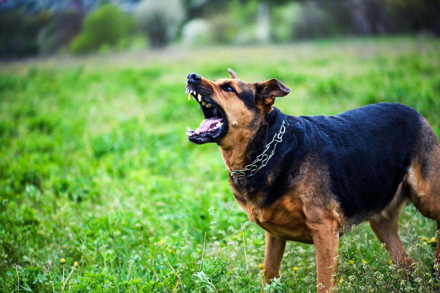 Chicago Dog Bite Lawyers - Stein & Shulman, LLC