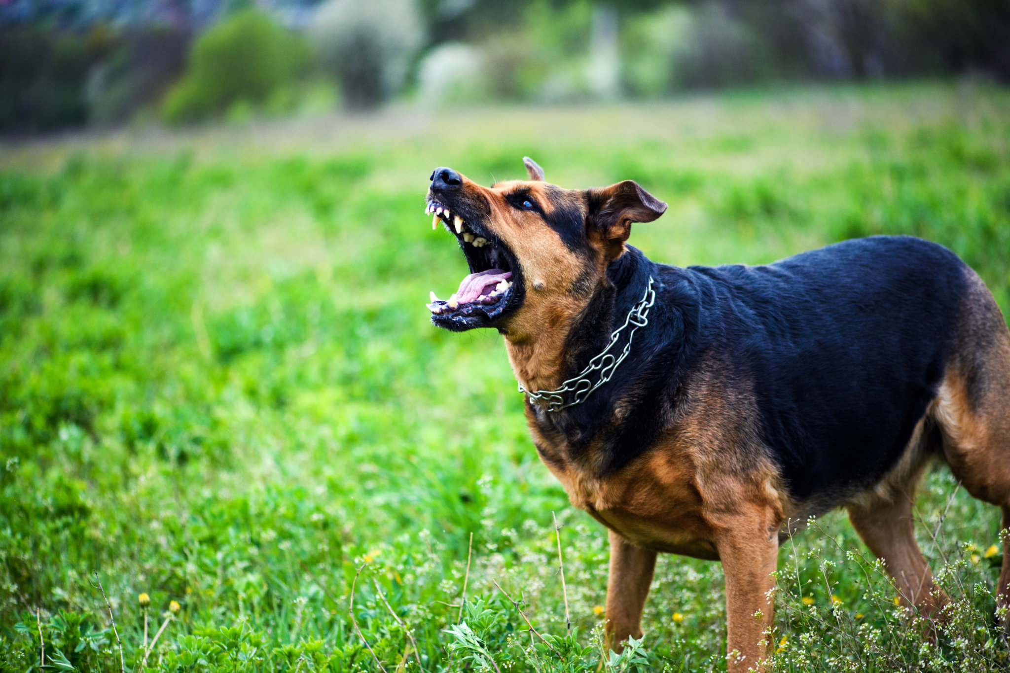 Chicago Dog Bite Lawyers - Stein & Shulman, LLC